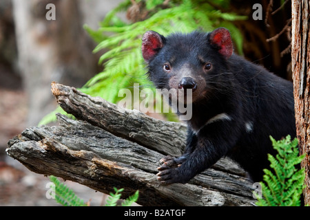Captive Diavolo della Tasmania a qualcosa di animali selvatici del santuario, vicino al Parco Nazionale Mt Field, Tasmania, Australia Foto Stock