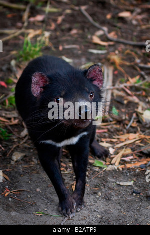 Captive Diavolo della Tasmania a qualcosa di animali selvatici del santuario, vicino al Parco Nazionale Mt Field, Tasmania, Australia Foto Stock