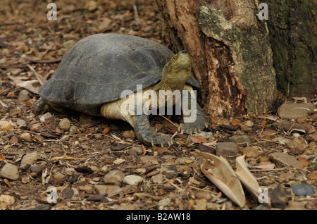 Giallo intitolata Tempio turtle , lo zoo di dusit , bangkok, Thailandia Foto Stock