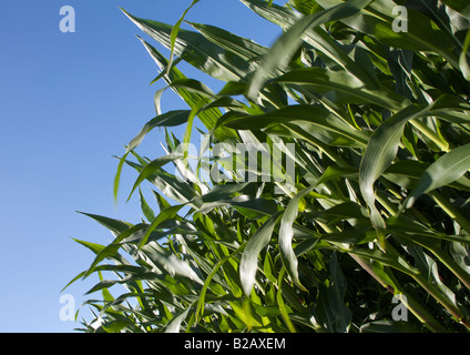 Campo di giovani piante di mais contro il cielo blu Foto Stock