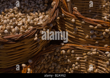 Lumache Foto Stock