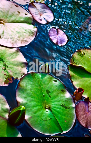 Lily Pad e gemme di ninfea [alto angolo] e vista laterale Foto Stock