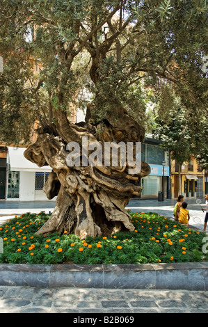 Un antico nodose Ulivo sorge al centro della Plaça de Cort, Palma de Mallorca Foto Stock