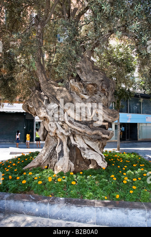 Un antico nodose Ulivo sorge al centro della Plaça de Cort, Palma de Mallorca Foto Stock