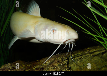 Channel catfish Ictalurus punctatus albino Florida Foto Stock