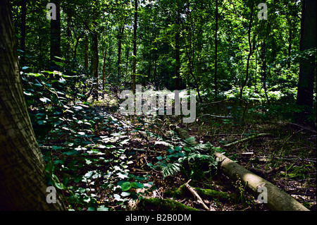 Underbrush nel nord della foresta europea Foto Stock