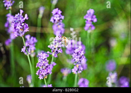 Il miele delle api alimentando il nettare di lavanda Foto Stock