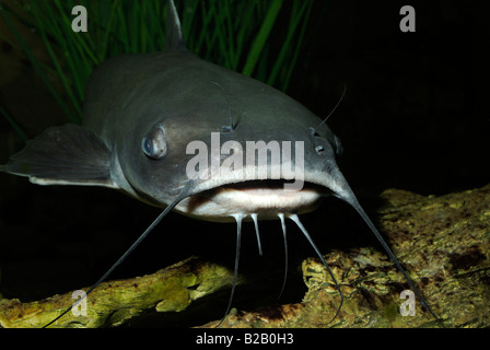 Channel catfish Ictalurus punctatus Florida Foto Stock