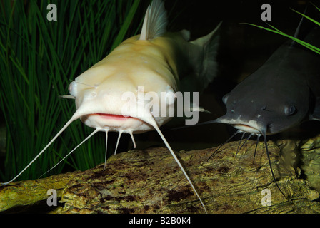 Channel catfish Ictalurus punctatus albino e di colorazione normale Florida Foto Stock