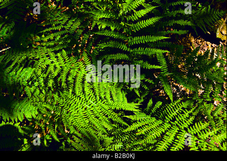 La felce [alto angolo vista] Foto Stock