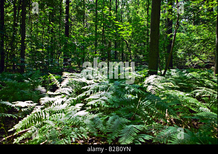 Sun patch su shivering fern nella foresta belga Foto Stock