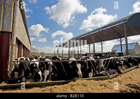 Vacche alimentazione dalla mangiatoia in una penna di bestiame Sherborne Gloucestershire Regno Unito Foto Stock