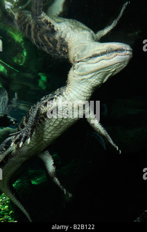 American Alligator Alligator mississippiensis captive Florida Foto Stock