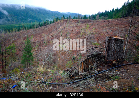 Legname tagliato chiara la raccolta di Oregon Foto Stock