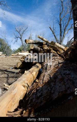 A causa della crescente coleottero del pino minaccia il Servizio Forestale è stata impegnata a tagliare i vecchi e morti di alberi di pino. Foto Stock