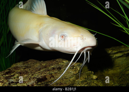 Channel catfish Ictalurus punctatus albino Florida Foto Stock