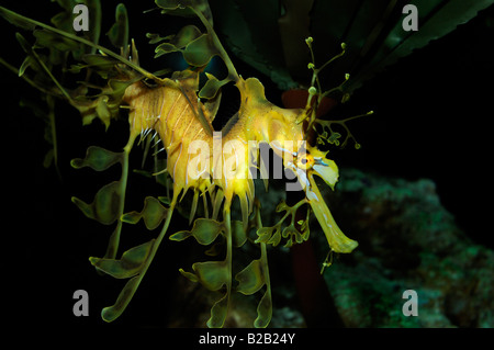 Frondose mare dragon Phycodurus eques captive Florida Foto Stock