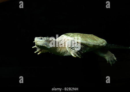 Alligatore tartaruga snapping Macrochelys temminckii captive Florida Foto Stock