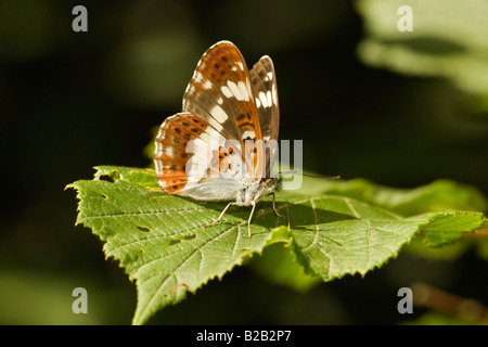 White Admiral butterfly (Limenitis camilla) seduto sul nocciolo di foglia, Northamptonshire, England, Regno Unito, Luglio Foto Stock