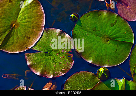 Lily Pad e gemme di ninfea[elevato angolo vista] Foto Stock