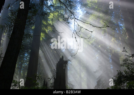 Raggi solari che filtrano attraverso la nebbia Redwood Forest. Foto Stock