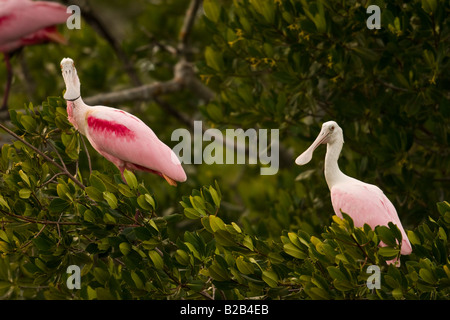 Roseate Spoonbill Ajaia ajaja Foto Stock