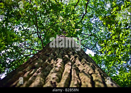 Oak tree [basso angolo vista] Foto Stock