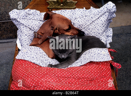 Gatto e cane che dormono a letto. Dachshund cucciolo e gattino grigio serpente. Animali domestici insieme Foto Stock