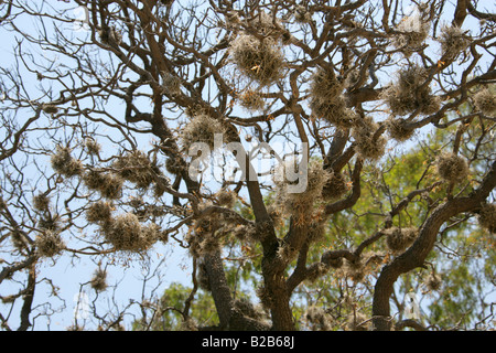 Sfera Moss Tillandsia recurvata messicano impianto aria Mitla Oaxaca membro Messico Foto Stock