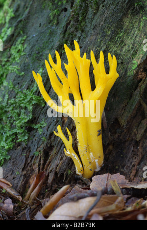 Giallo - Stagshorn Calocera viscosa Foto Stock