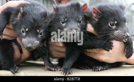 Tre diavoli della Tasmania novellame essendo trattenuto Foto Stock