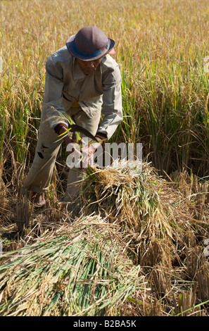 Maschio indonesiano l'agricoltore che detiene un fascio di riso raccolto Foto Stock