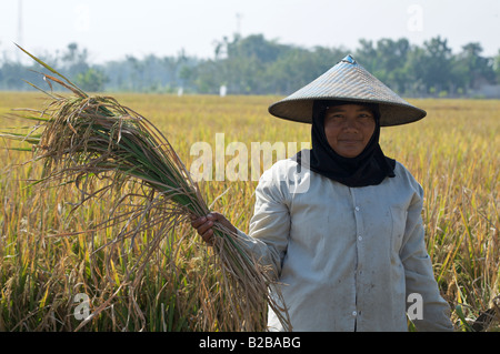 Femmina indonesiano l'agricoltore che detiene un fascio di riso raccolto Foto Stock