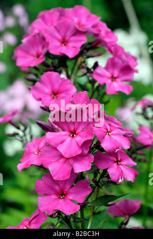 PHLOX PANICULATA TARDA AGM Foto Stock