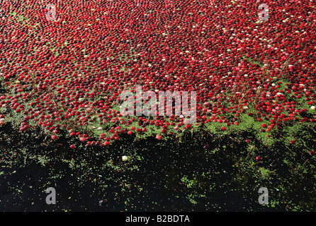 2007 Cranberry Harvest in porto Langley, BC, Canada Foto Stock