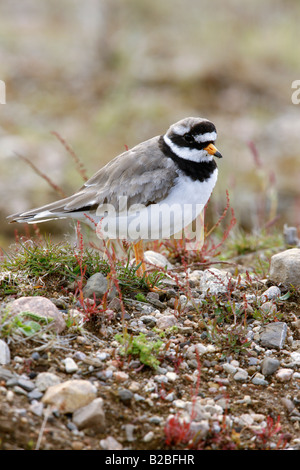 Di inanellare plover Charadrius hiaticula estate Scozia Scotland Foto Stock