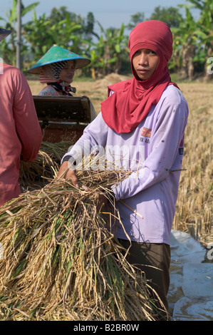 Maschio indonesiano agricoltore lavora sul riso piantagione Foto Stock