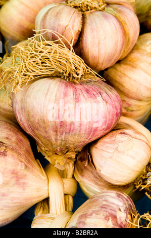 Il display di aglio, Cours Saleya mercato, la città vecchia di Nizza, Sud Francia Foto Stock