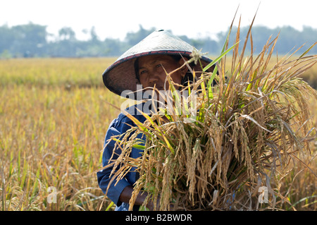 Femmina indonesiano l'agricoltore che detiene un fascio di riso raccolto Foto Stock