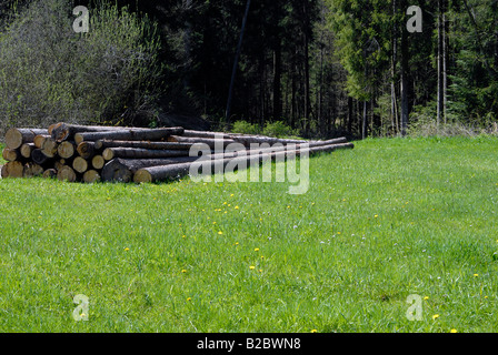 Tagliare alberi di conifere, Lago Rehnenmuehlesee, Baden-Wuerttemberg, Germania, Europa Foto Stock