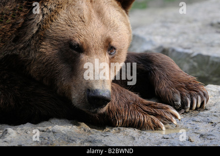 L'orso bruno (Ursus arctos), lo zoo, il Baden-Wuerttemberg, Germania, Europa Foto Stock