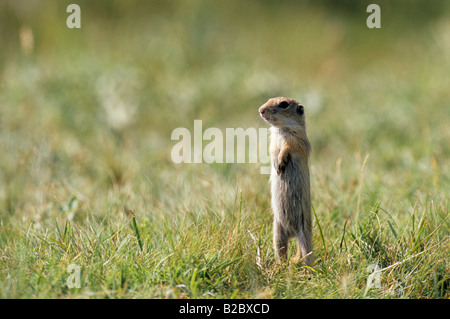 Terreno europeo scoiattolo (Spermophilus citellus) ritto sulle zampe posteriori Foto Stock
