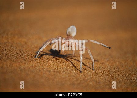 Dancing White Lady Spider (Leucorchestris arenicola), Namib Desert vicino a Swakopmund, Namibia, Africa Foto Stock