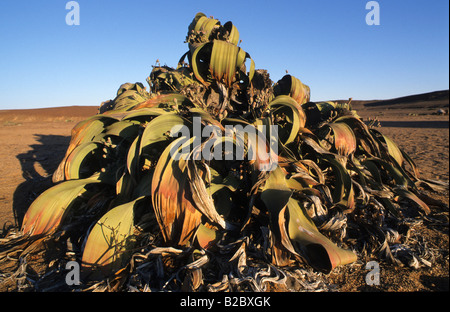 Welwitschia impianto (Welwitschia mirabilis), il Cratere Messum, Namibia, Africa Foto Stock