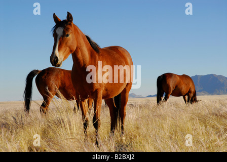 Cavalli selvaggi (Equus ferus) nel deserto del Namib, Garub, Namibia, Africa Foto Stock