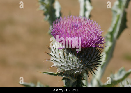 Il cotone Thistle o Scotch Thistle (Onopordum acanthium), la Pomerania occidentale Area Laguna National Park, Meclemburgo Pomera Foto Stock