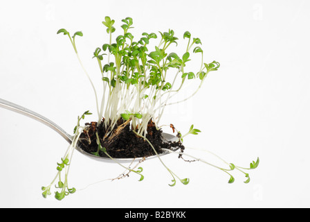 Garden cress (Lepidium sativum) Foto Stock