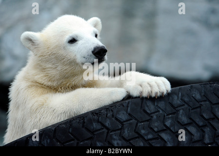 Giovane Orso Polare WILBAER (Ursus maritimus), Wilhelma Zoo di Stoccarda, Baden-Wuerttemberg, Germania, Europa Foto Stock