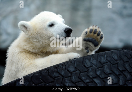 Giovane Orso Polare WILBAER (Ursus maritimus), Wilhelma Zoo di Stoccarda, Baden-Wuerttemberg, Germania, Europa Foto Stock