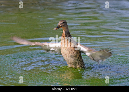 Mallard Duck (Anas platyrhynchos), femmina Foto Stock